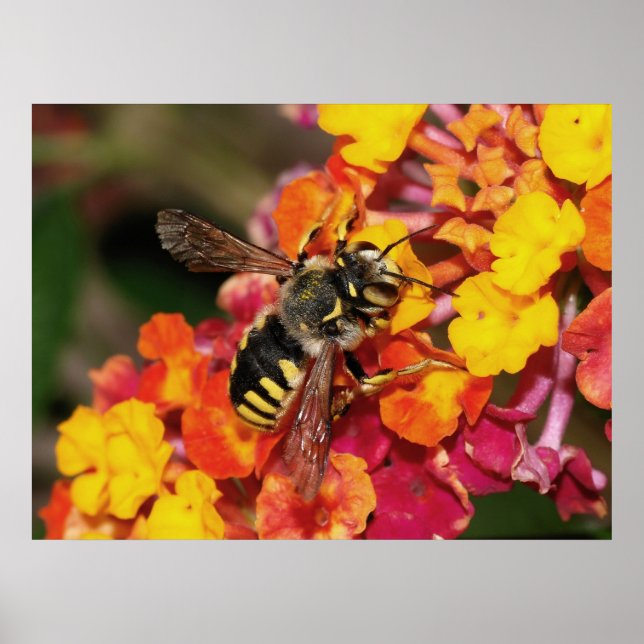 Poster Automne Insecte (Devant)