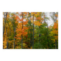 Automne Maple Trees Automne Photographie de la nat