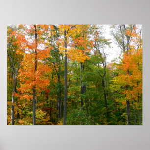 Poster Automne Maple Trees Automne Photographie de la nat