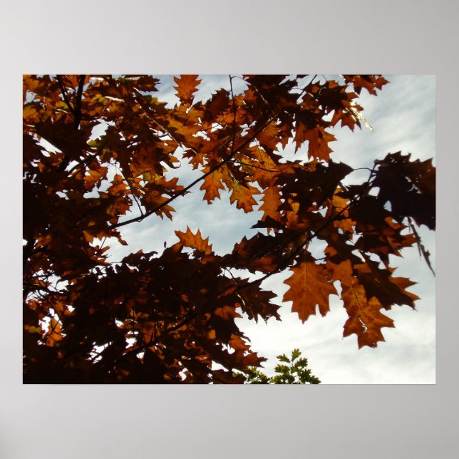 Poster Automne transparent (Devant)