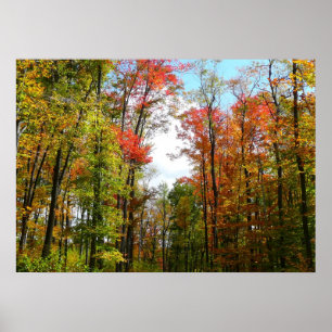 Poster Automnes Arbres et Ciel bleu Automne Photographie 