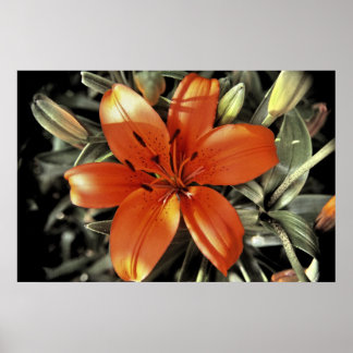 Poster Autre prise d'orange