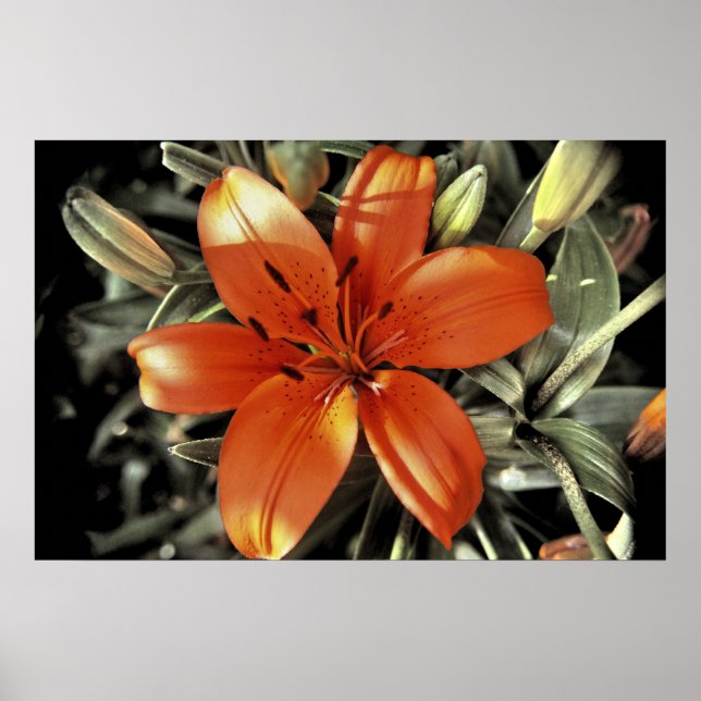 Poster Autre prise d'orange (Devant)