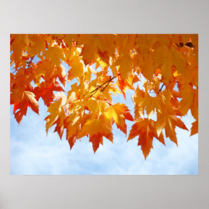 Poster Autumn Leaves Blue Sky Clouds Healing Touch prints