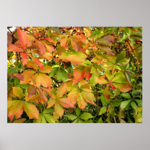 Poster Autumn wild grapevine leaves