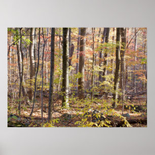 Poster Autumn Woods