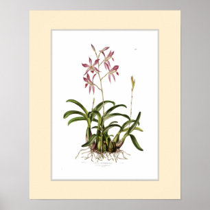 Poster Autumnalis de Laelia, frontière douanière