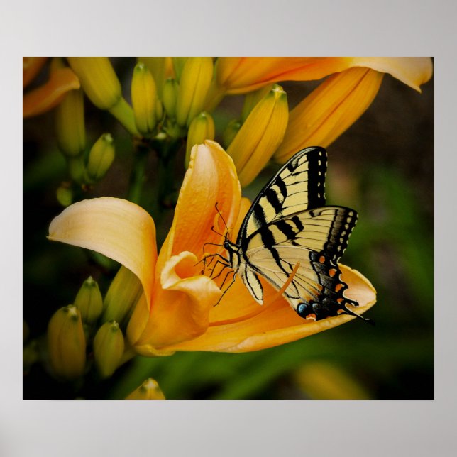 Poster aux papillons (Devant)