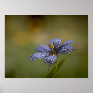 Poster Aux yeux bleus brillants