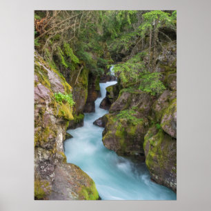 Poster Avalanche Creek, parc national de Glacier, Montana