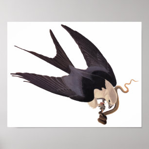 Poster Avaler Queue Hawk avec Serpent Vintage Audubon