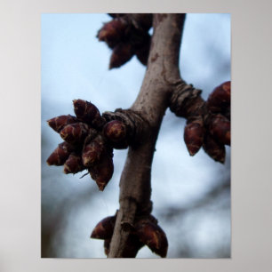 Poster Avant l'affiche Blossom
