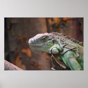 Poster avec lézard Iguana coloré