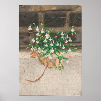 Poster Avec Lobelia Black Wall