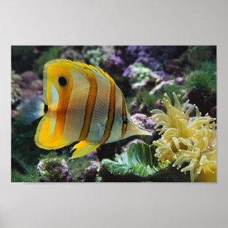 Poster Aventure sous-marine