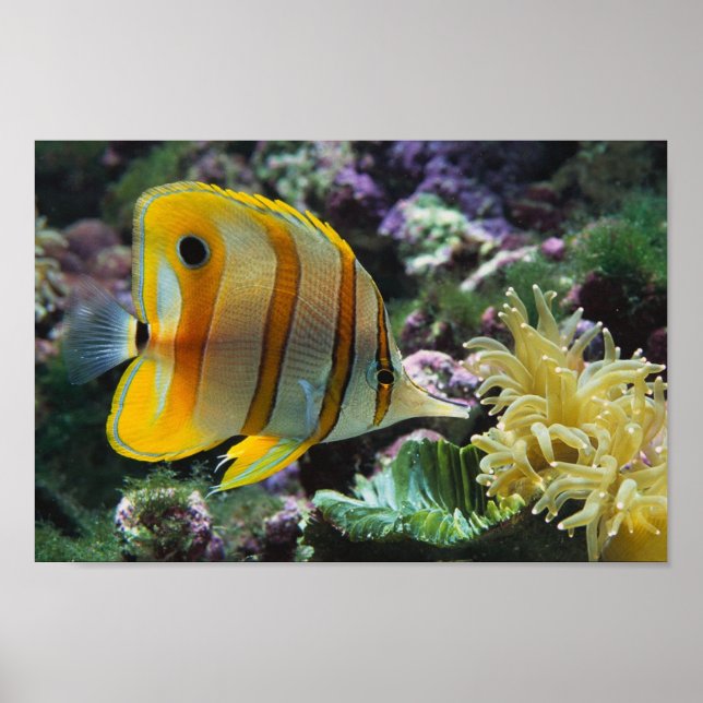 Poster Aventure sous-marine (Devant)