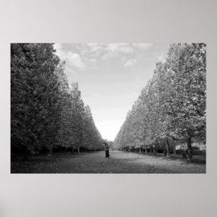 Poster Avenue des platanes : Tokyo (noir/blanc)