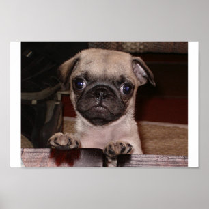 Poster avez-vous appelé ?