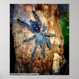 Poster Avicularia versicolor