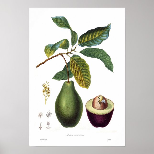 Poster Avocado (Persea americana) (Devant)