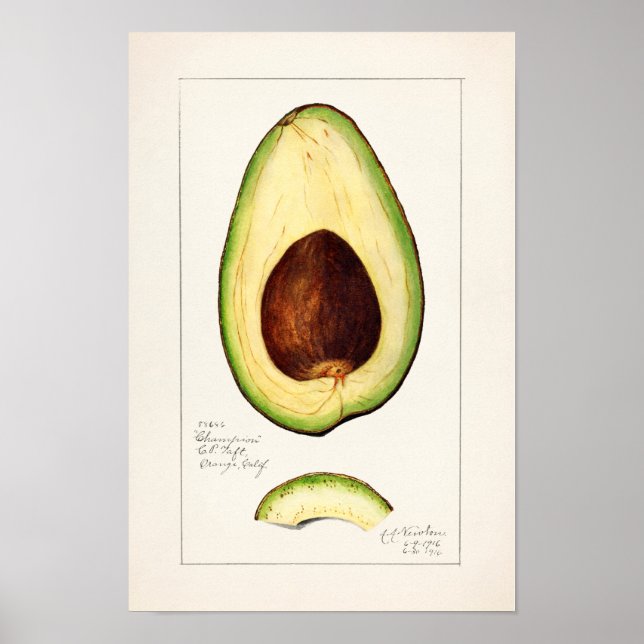 Poster Avocado (Persea) Peinture d'aquarelle aux fruits (Devant)