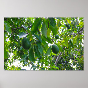 Poster Avocado Tree dans un verger sur l'île d'Hawaii