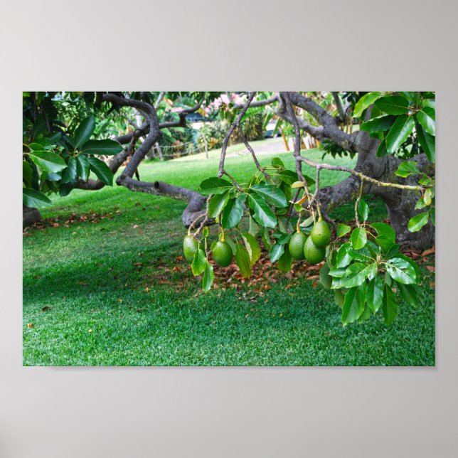 Poster Avocados à basse pendaison sur une lointaine île d (Devant)