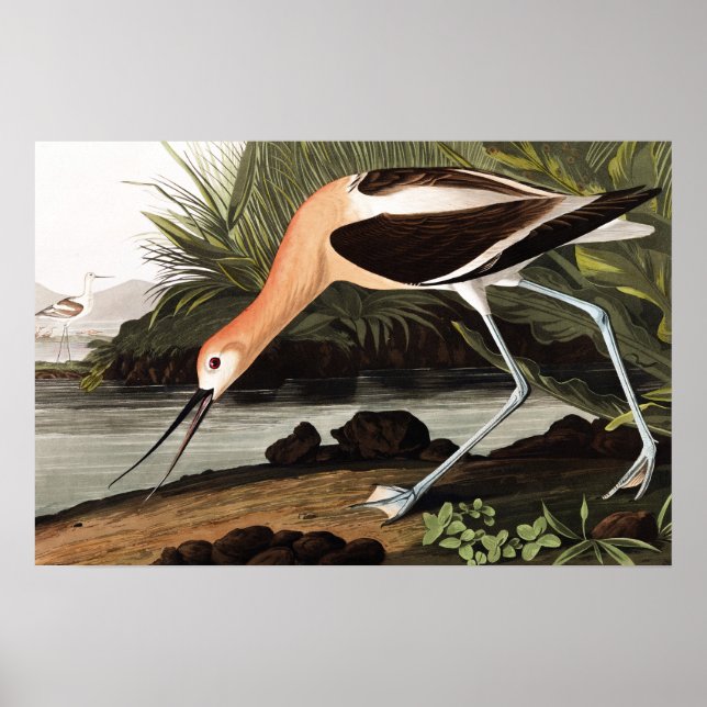 Poster Avocet américain (Devant)