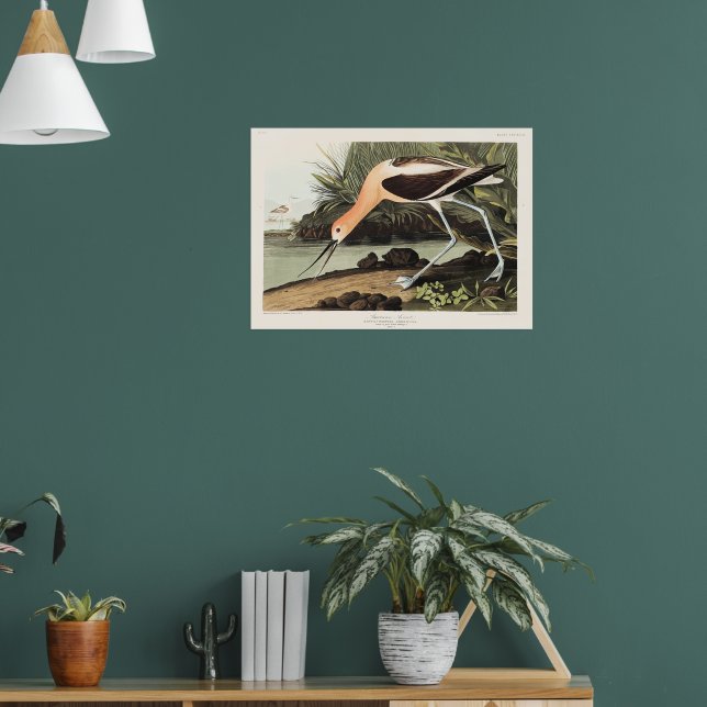 Poster Avocette d'Amérique de Birds of America, (Salon 1)