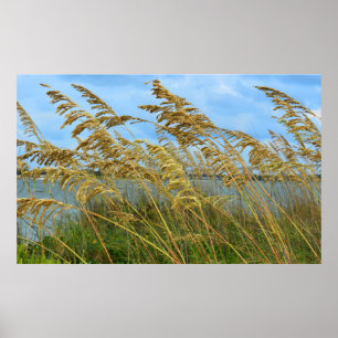 Poster Avoine de mer