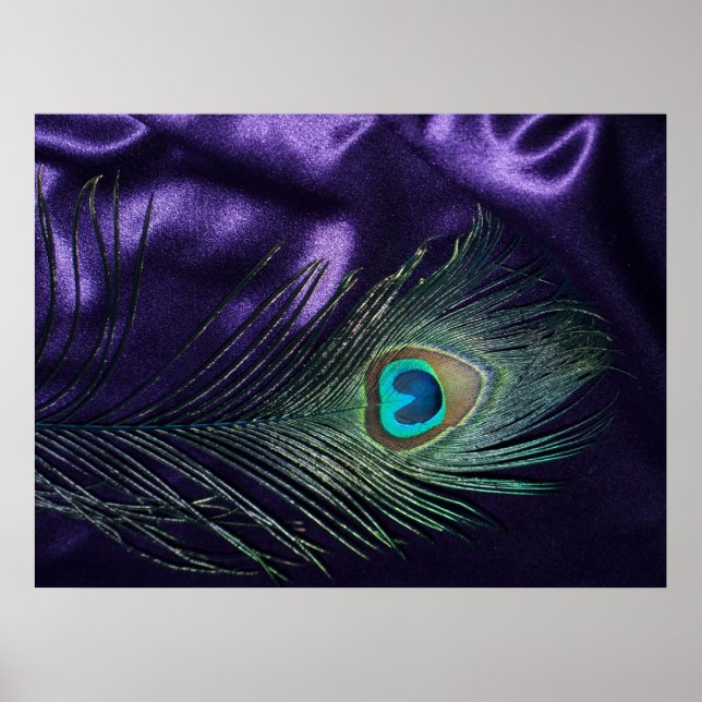 Poster Awesome Peacock Plumes violet (Devant)
