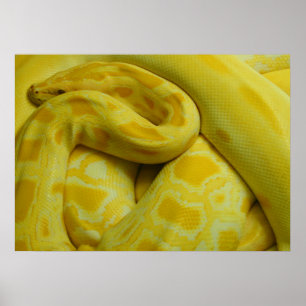 Poster Awesome Yellow Burmese Python