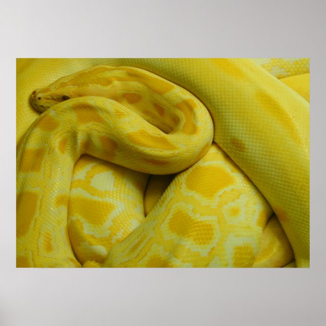 Poster Awesome Yellow Burmese Python (Devant)