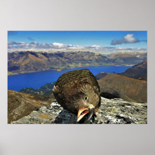 Poster Awnery Kea