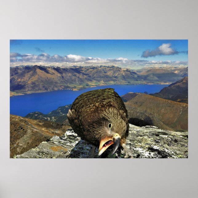 Poster Awnery Kea (Devant)