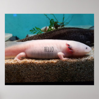 Poster Axolotl leuciste