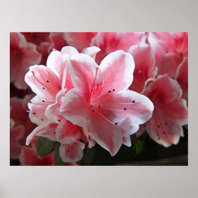 Poster Azalea #3 (Devant)