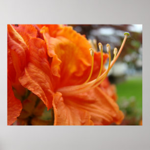 Poster Azalea Flowers 6 Orange Rhodies Imprimantes d'art