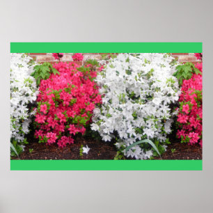 Poster Azaleas