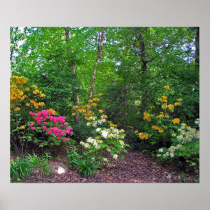 Poster Azaleas (aurores boréales)
