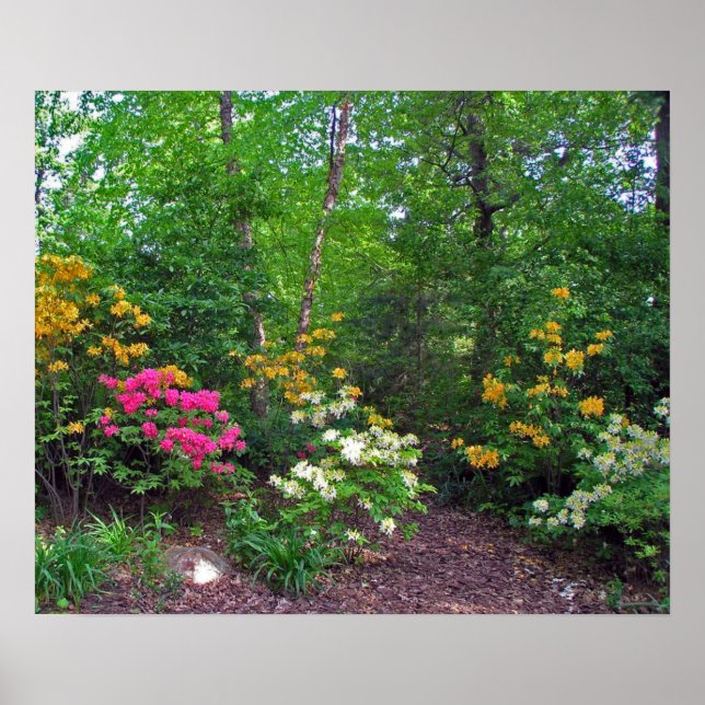Poster Azaleas (aurores boréales) (Devant)