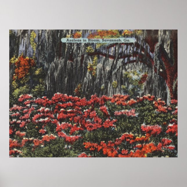 Poster Azaleas en fleur à Savannah GA Cartes postales (Devant)