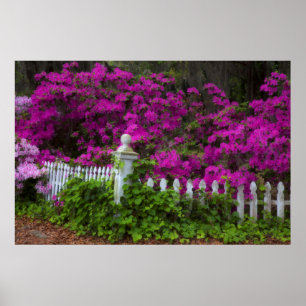 Poster Azaleas in the spring at at Historic Isle of Hope