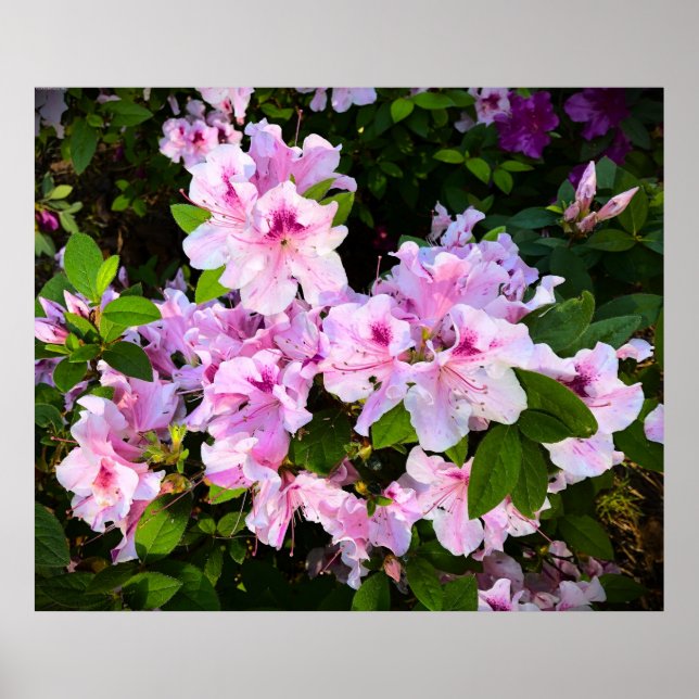 Poster Azalée, (Devant)