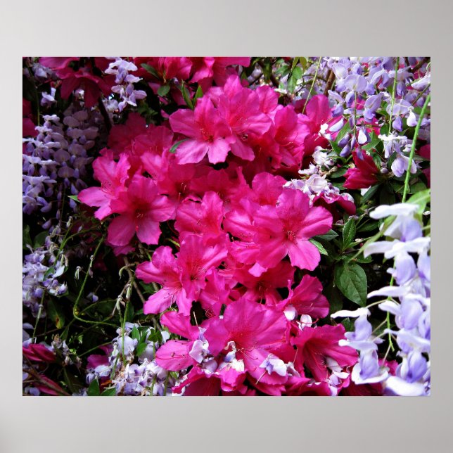 Poster azalée et glycine (Devant)