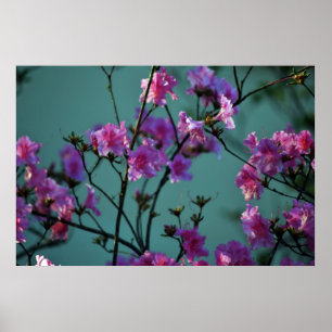 Poster Azalée rose et signification