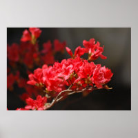 Azalées rouges et sens