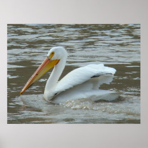 Poster B14 Pélican blanc sur la rivière Muddy