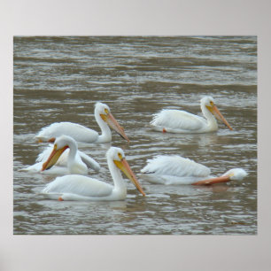 Poster B16 Pélicans blancs sur la rivière Muddy