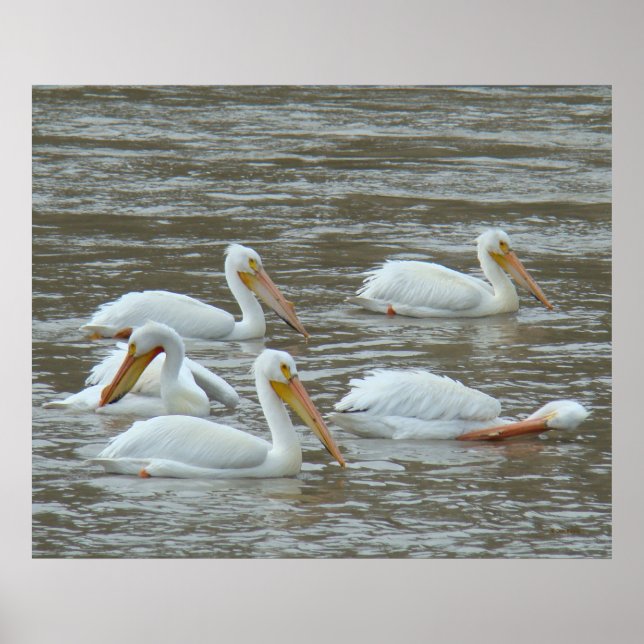 Poster B16 Pélicans blancs sur la rivière Muddy (Devant)